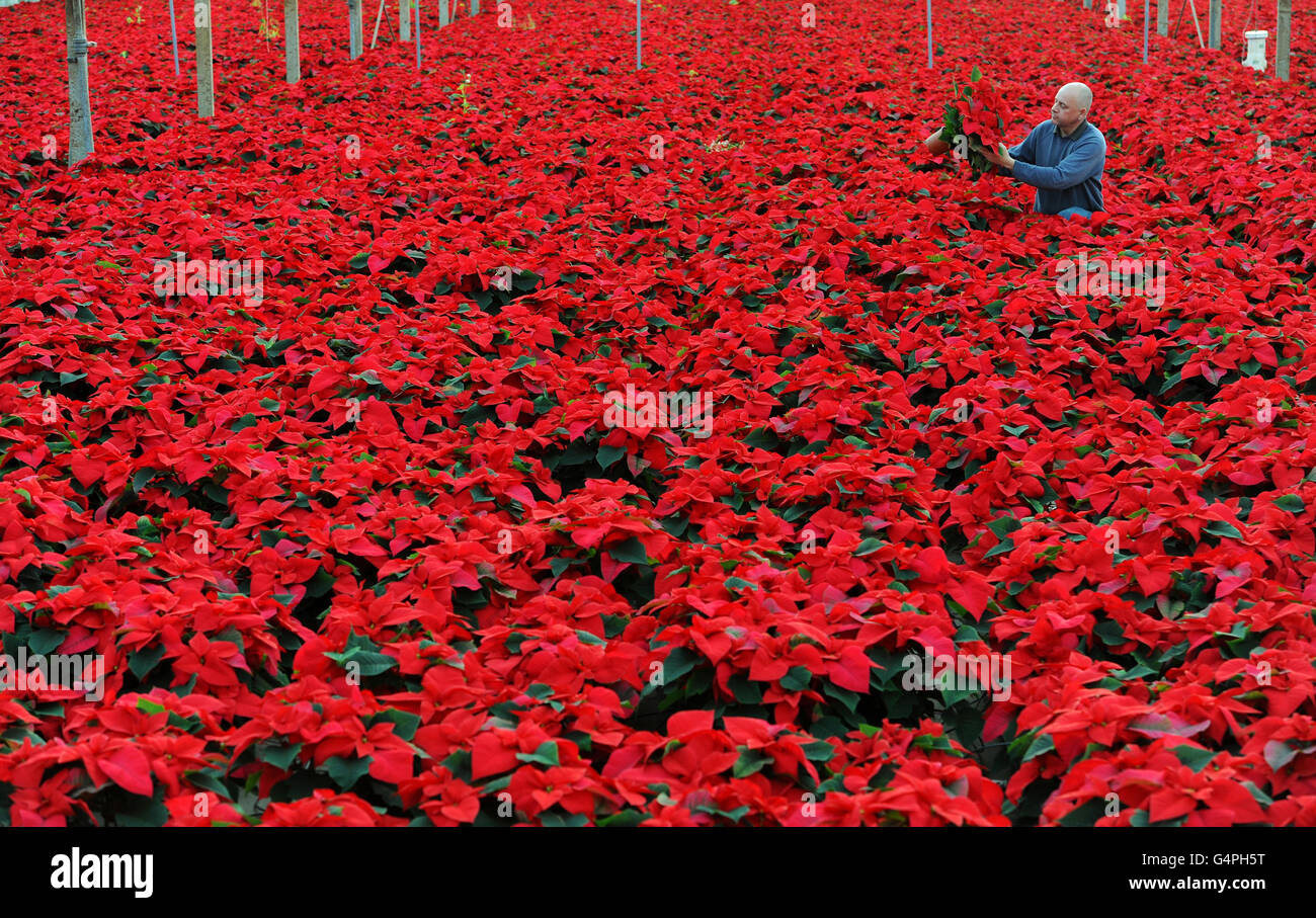 Vivero ravensworth cultivador jefe en north yorkshire fotografías e