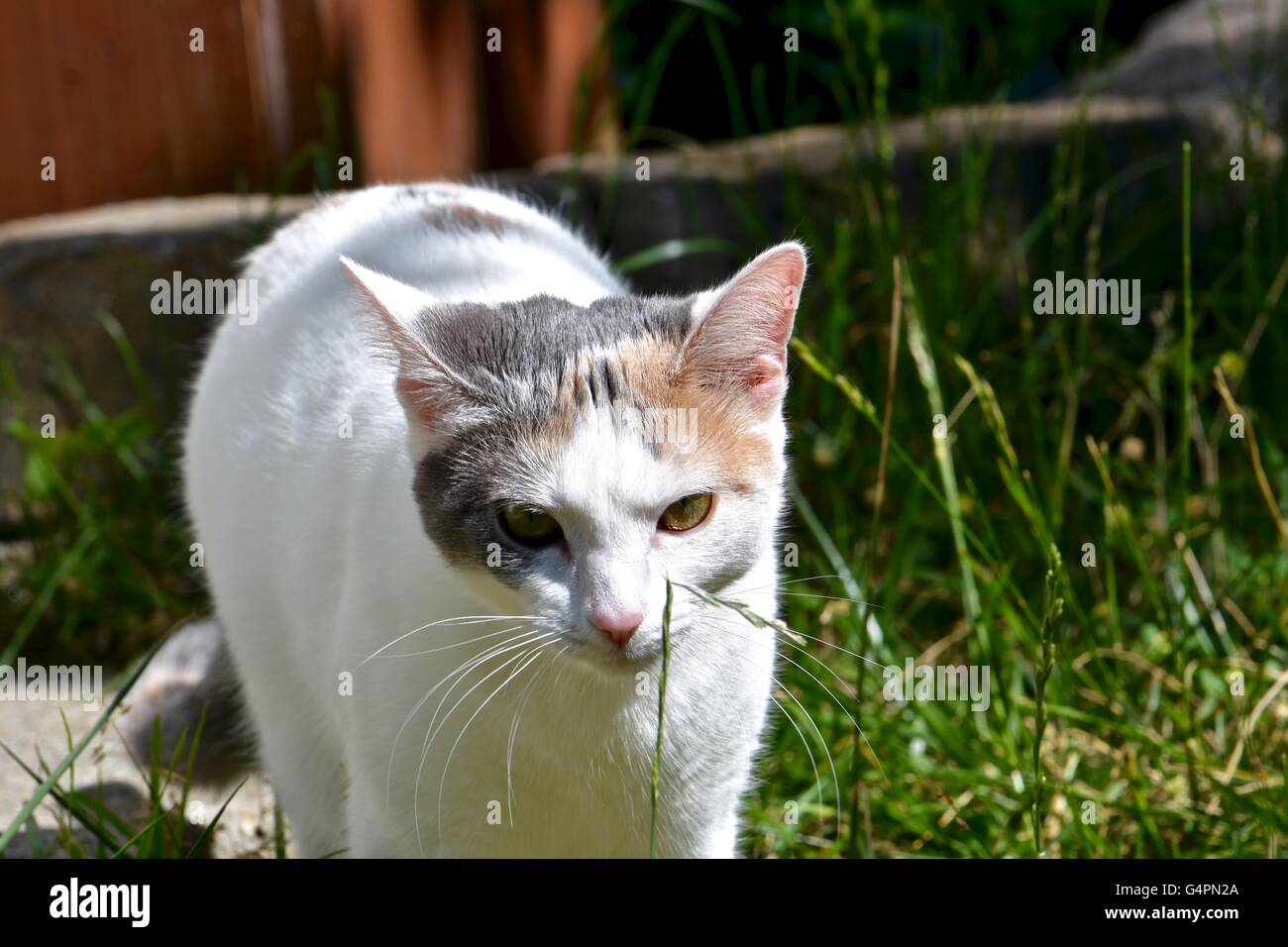 Un lindo gato blanco jugar afuera en un día caluroso de verano Foto de stock