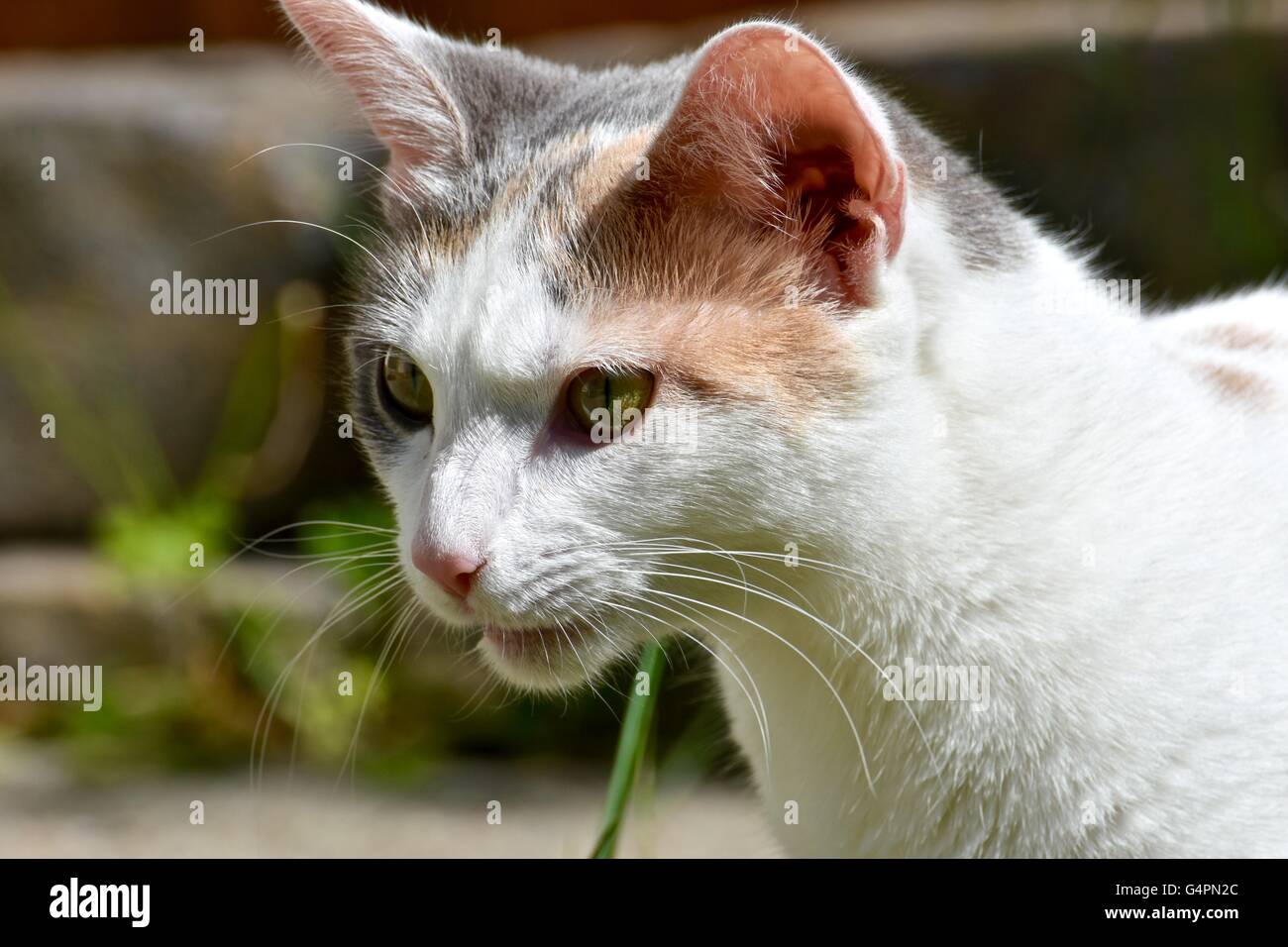 Un lindo gato blanco jugar afuera en un día caluroso de verano Foto de stock