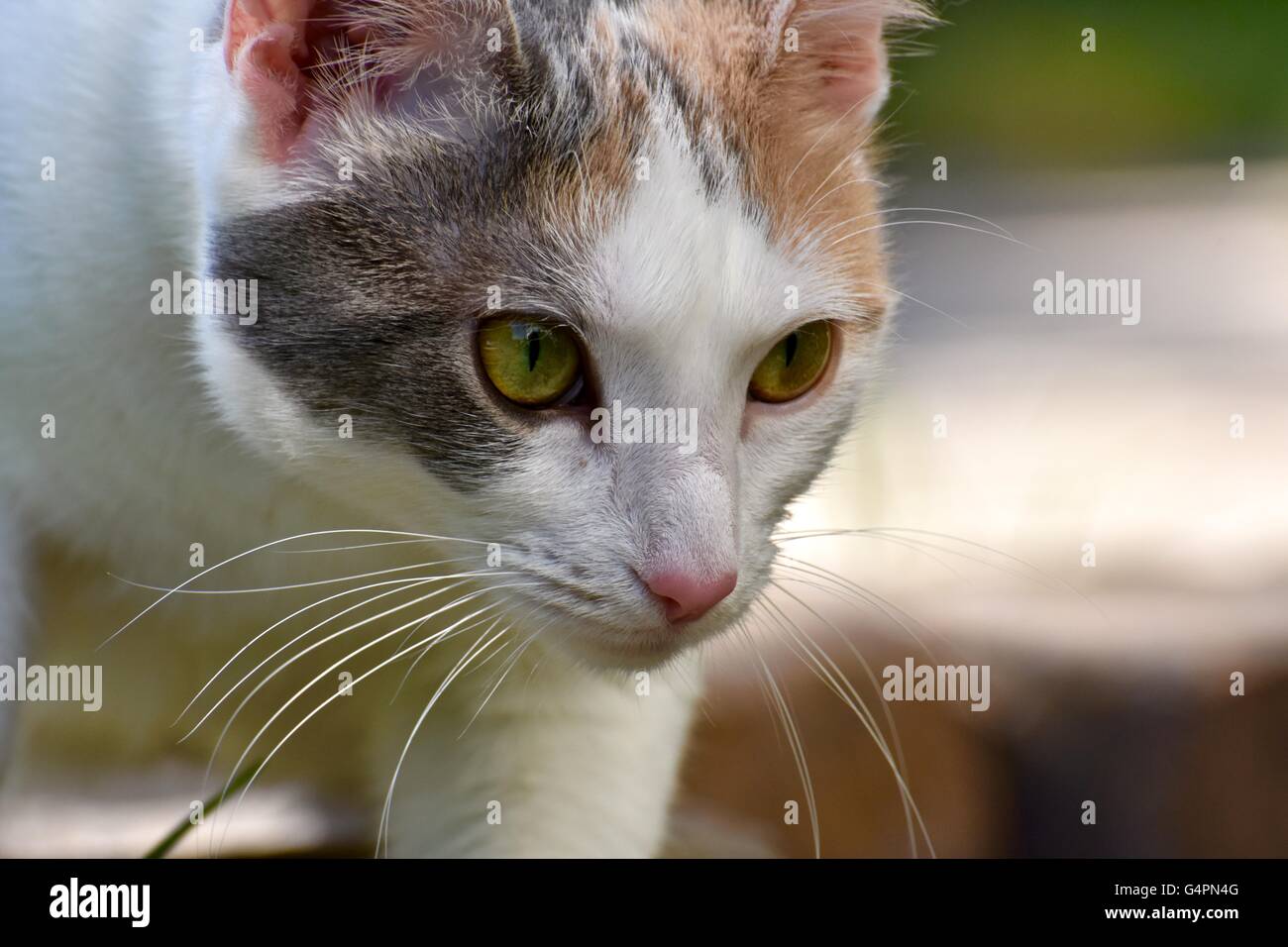 Un lindo gato blanco jugar afuera en un día caluroso de verano Foto de stock