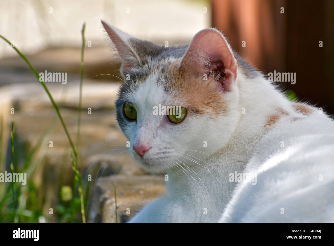 Un lindo gato blanco jugar afuera en un día caluroso de verano Foto de stock