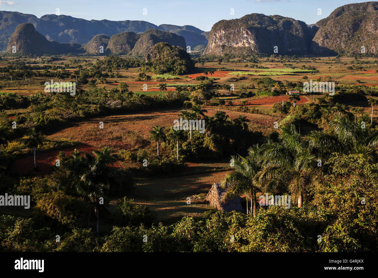 Zona de cultivo de tabaco, vista del Valle de Viñales, en el fondo los conos cársticos llamados mogotes, luz del atardecer, cerca de Viñales Foto de stock