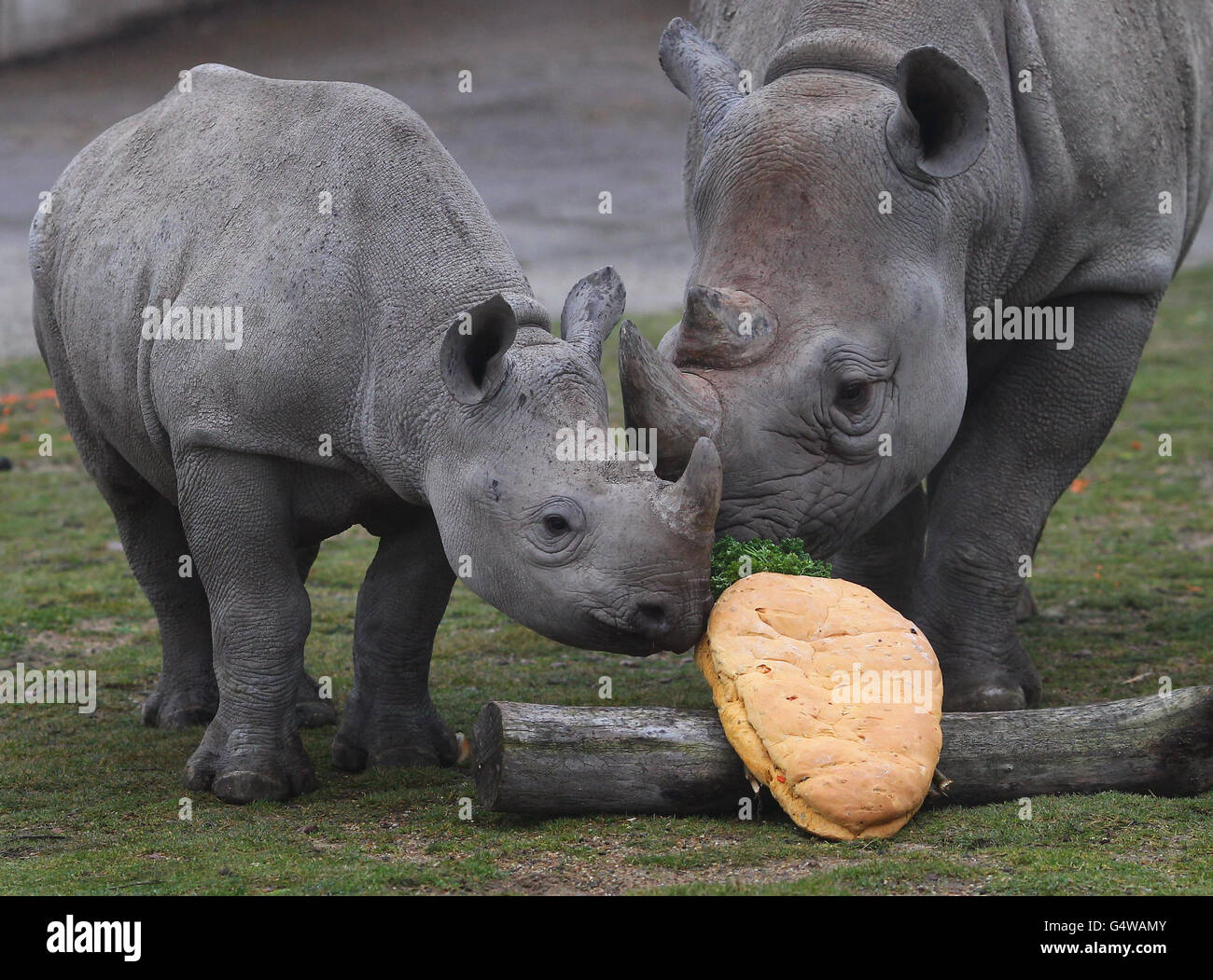 Inkosi (izquierda) el rinoceronte negro más joven en el Parque de animales  salvajes Port Lympne cerca de Ashford, Kent, investiga un pastel de  cumpleaños en forma de zanahoria mientras celebra su primer