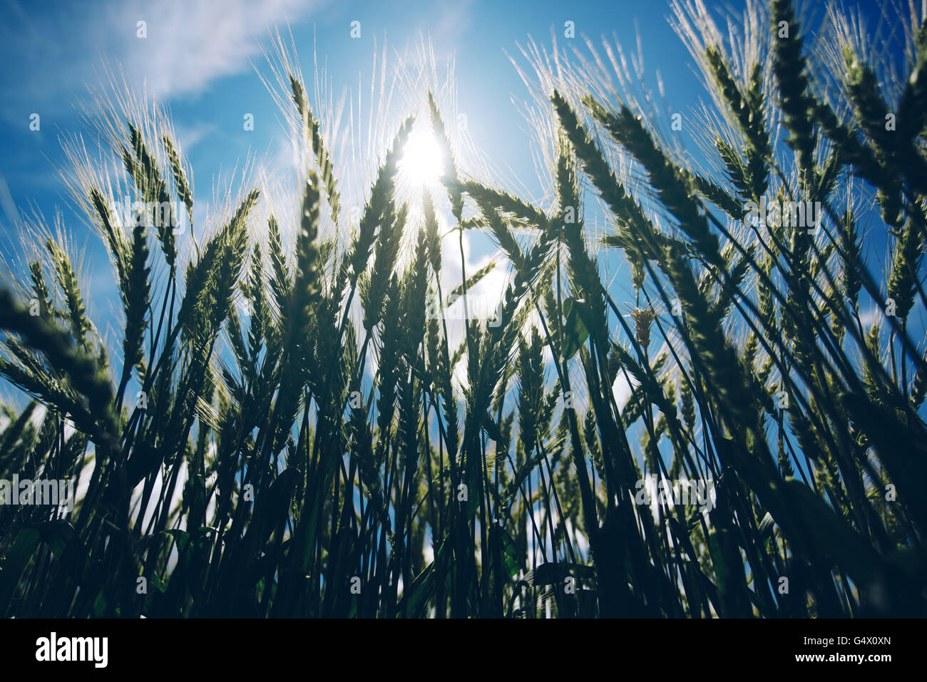 Ángulo de visión baja de tonos retro campo de trigo contra el sol del verano, el crecimiento de los cultivos y la producción agrícola exitoso concepto. Foto de stock