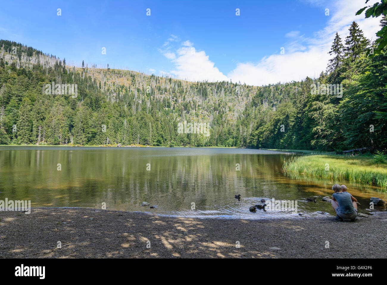 Lago Rachelsee, patos, Parque Nacional Bayerischer Wald, Parque Nacional del Bosque Bávaro, Alemania, Bayern, Baviera, Niederbayern, baja Foto de stock