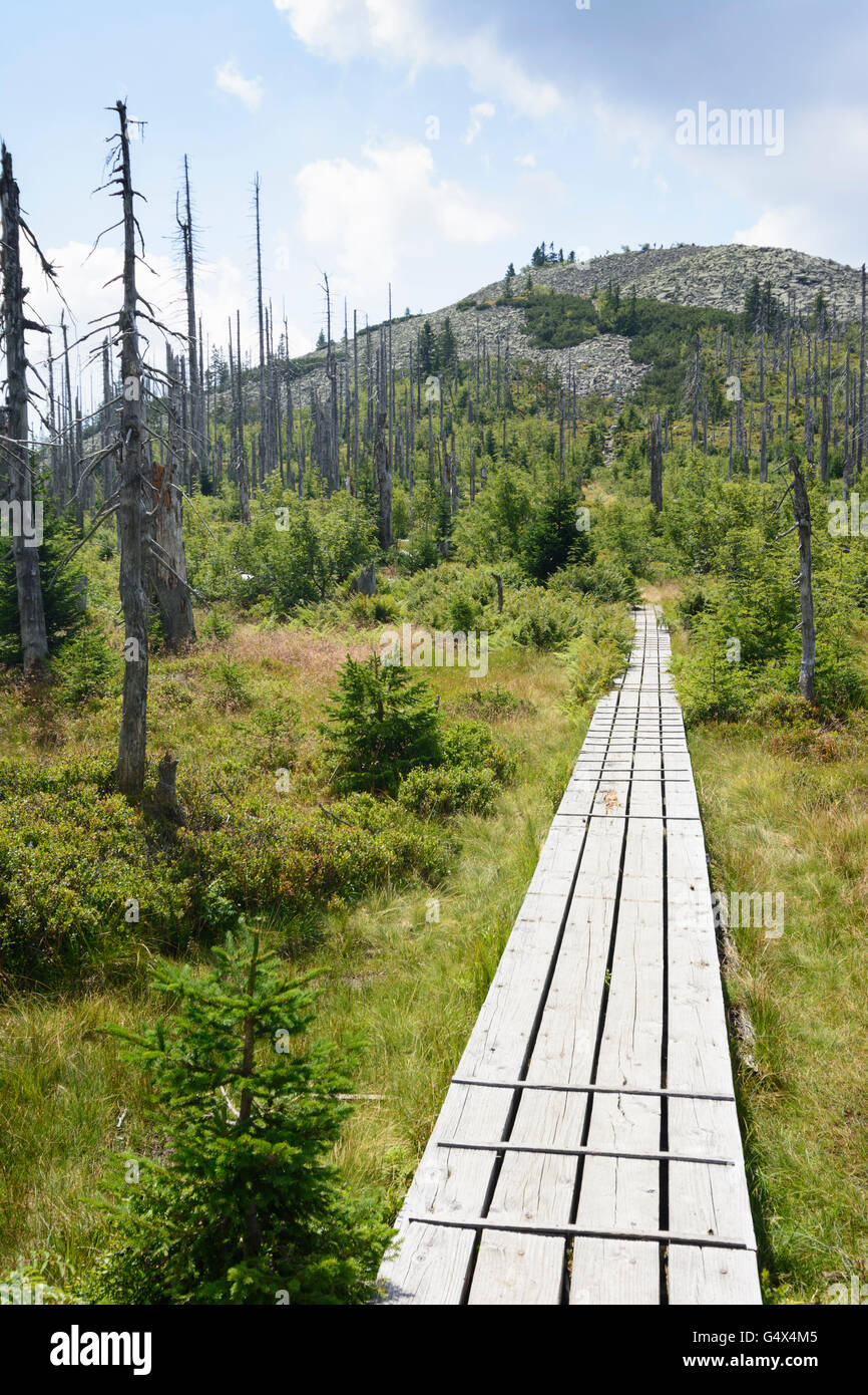 Junta caminar, árboles muertos, montaña Lusen, Parque Nacional Bayerischer Wald, Parque Nacional del Bosque Bávaro, Alemania, Bayern, Baviera, Foto de stock
