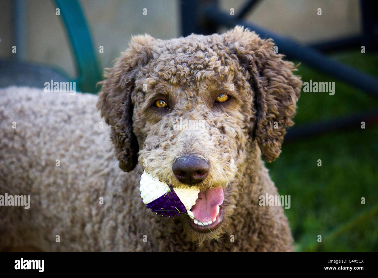 Feliz cachorro caniche real Fotografía de stock - Alamy