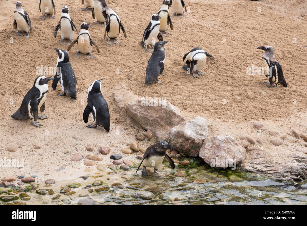 Colonia de pingüinos africanos en la playa en el zoológico Living Coasts de Torquay, Inglaterra, Reino Unido Foto de stock