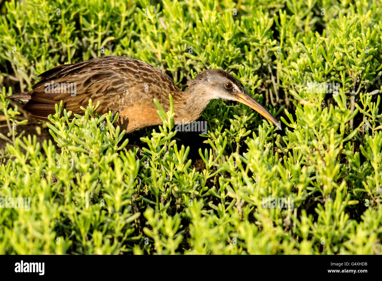 Badajo (Rallus longirostris) - World Birding Center - South Padre Island, Texas, EE.UU. Foto de stock