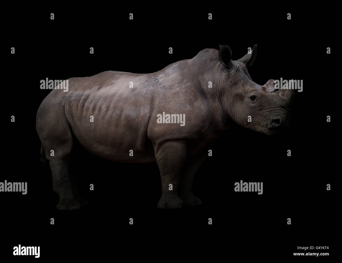 El rinoceronte blanco, cuadrado con labio de rinoceronte en fondo oscuro Foto de stock