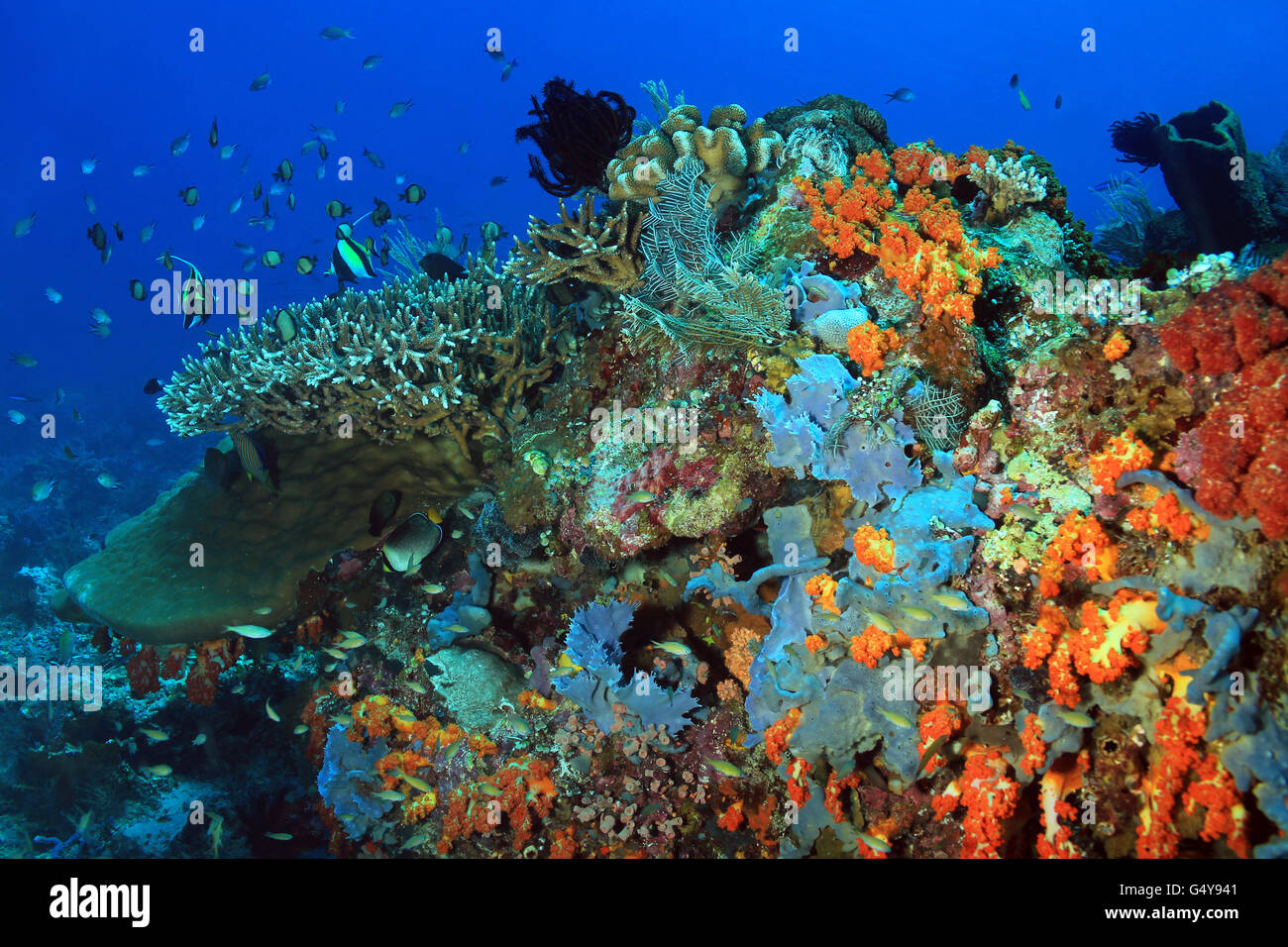 El prístino y coloridos arrecifes de coral de Indonesia, Komodo Foto de stock