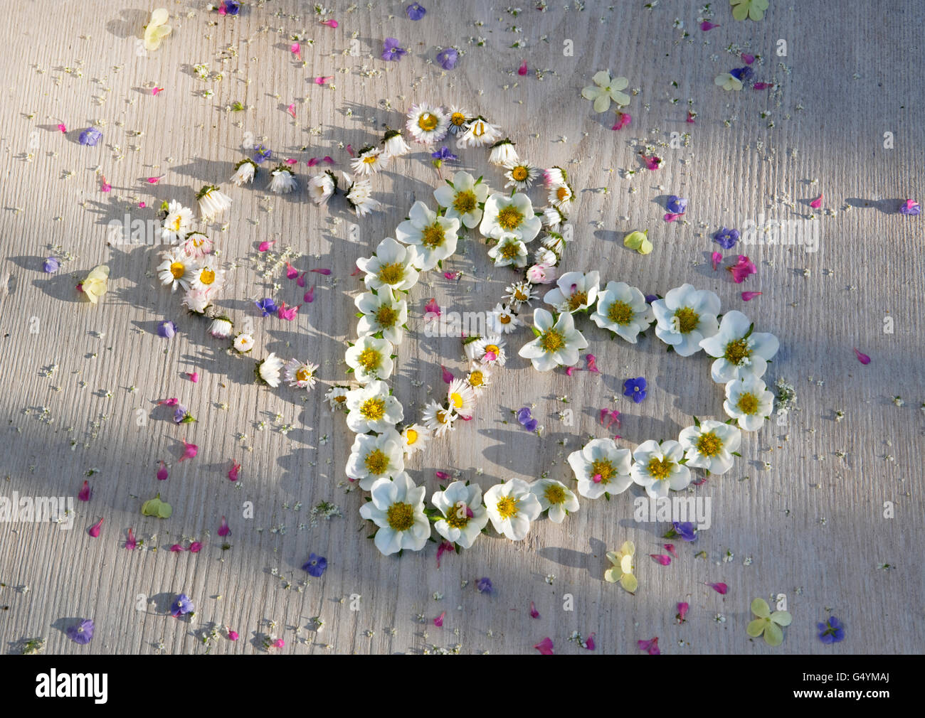 Corazones entrelazados de daisy flores y fresas en placa pintadas de blanco, salpicado de pequeñas flores de verano. Foto de stock