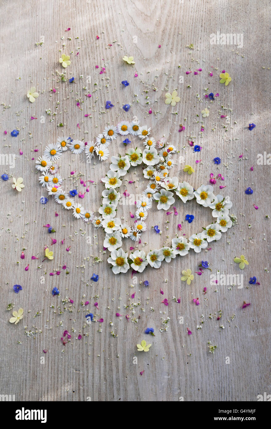 Corazones entrelazados de daisy flores y fresas en un tablero pintado de blanco, salpicado de pequeñas flores de verano. Foto de stock