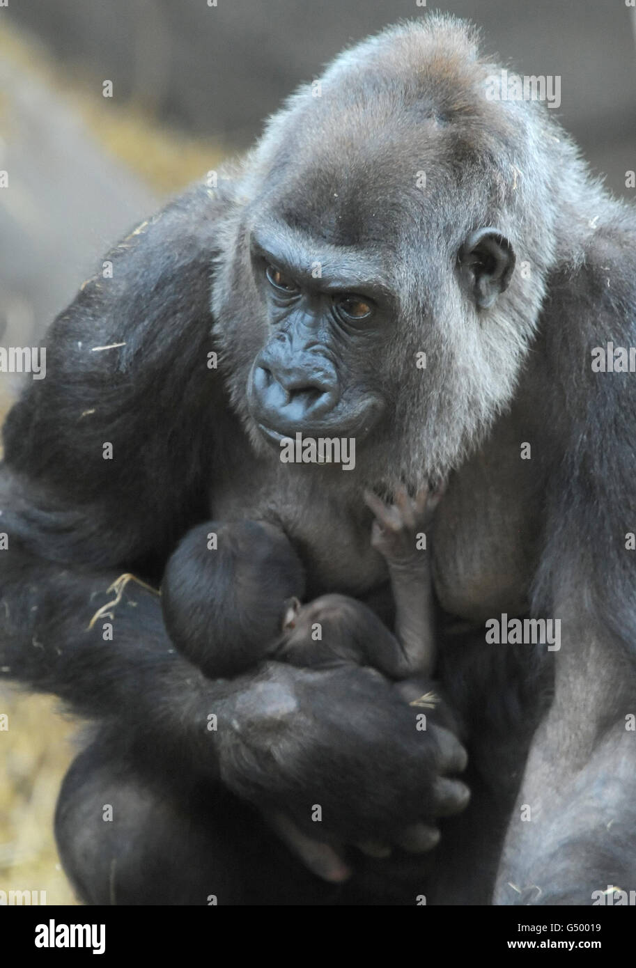 Asili, la gorila occidental de tierras bajas de 21 años, lleva a su recién nacido todavía sin nombre, que nació en Chessington World of Adventures en Surrey ayer. Foto de stock