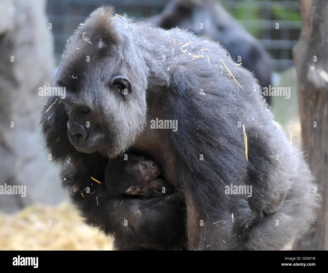 Asili, la gorila occidental de tierras bajas de 21 años, lleva a su recién nacido todavía sin nombre, que nació en Chessington World of Adventures en Surrey ayer. Foto de stock