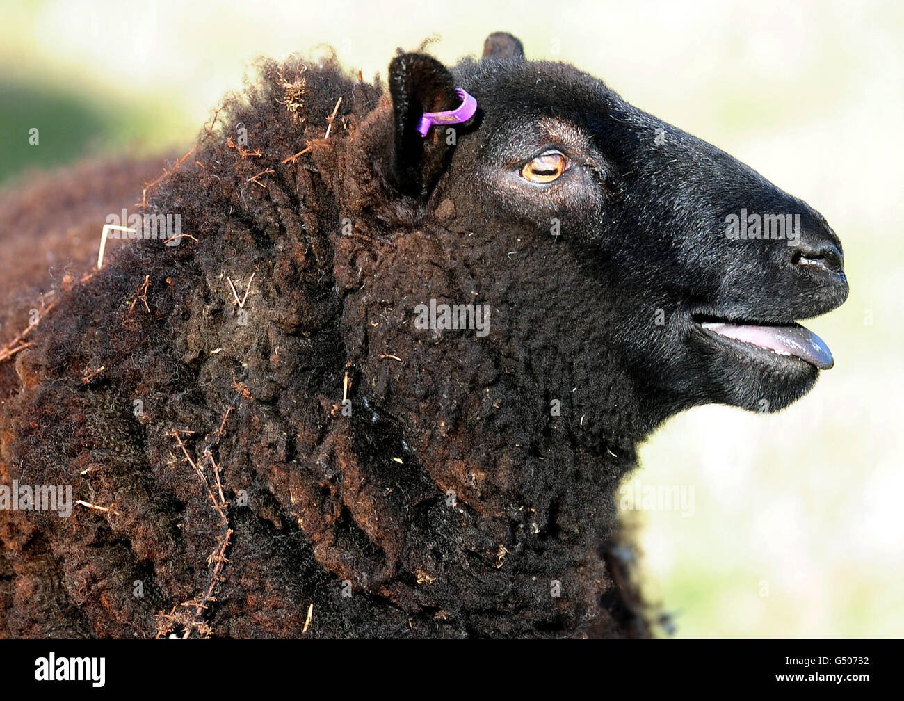 Una oveja en un campo en Derbyshire como una enfermedad que ha causado defectos de nacimiento y abortos en el ganado se ha encontrado en 74 granjas en Inglaterra. Foto de stock