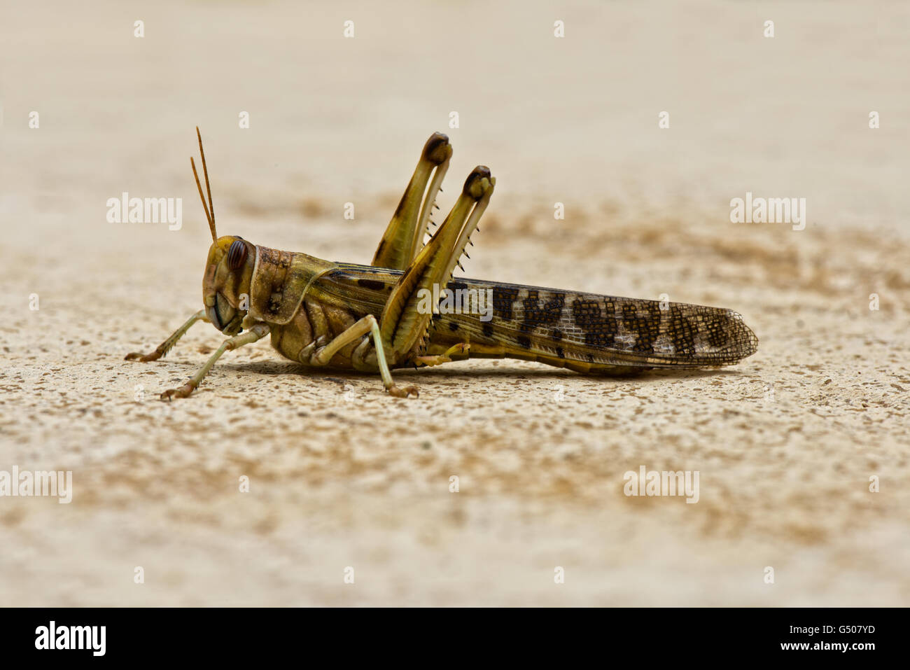 Imagen de un adulto, la langosta del desierto (Schistocerca gregaria. Foto de stock