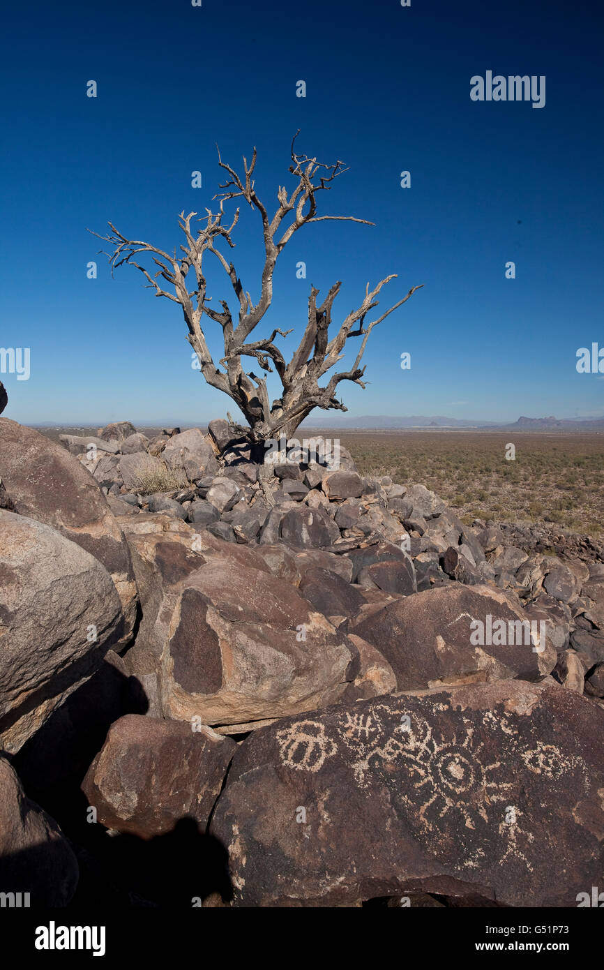 Petroglifos en Cocoraque Hohokam Butte en Quiebrahacha Forest National Monument en el Sonoran Desert cerca de Marana, Arizona. Foto de stock