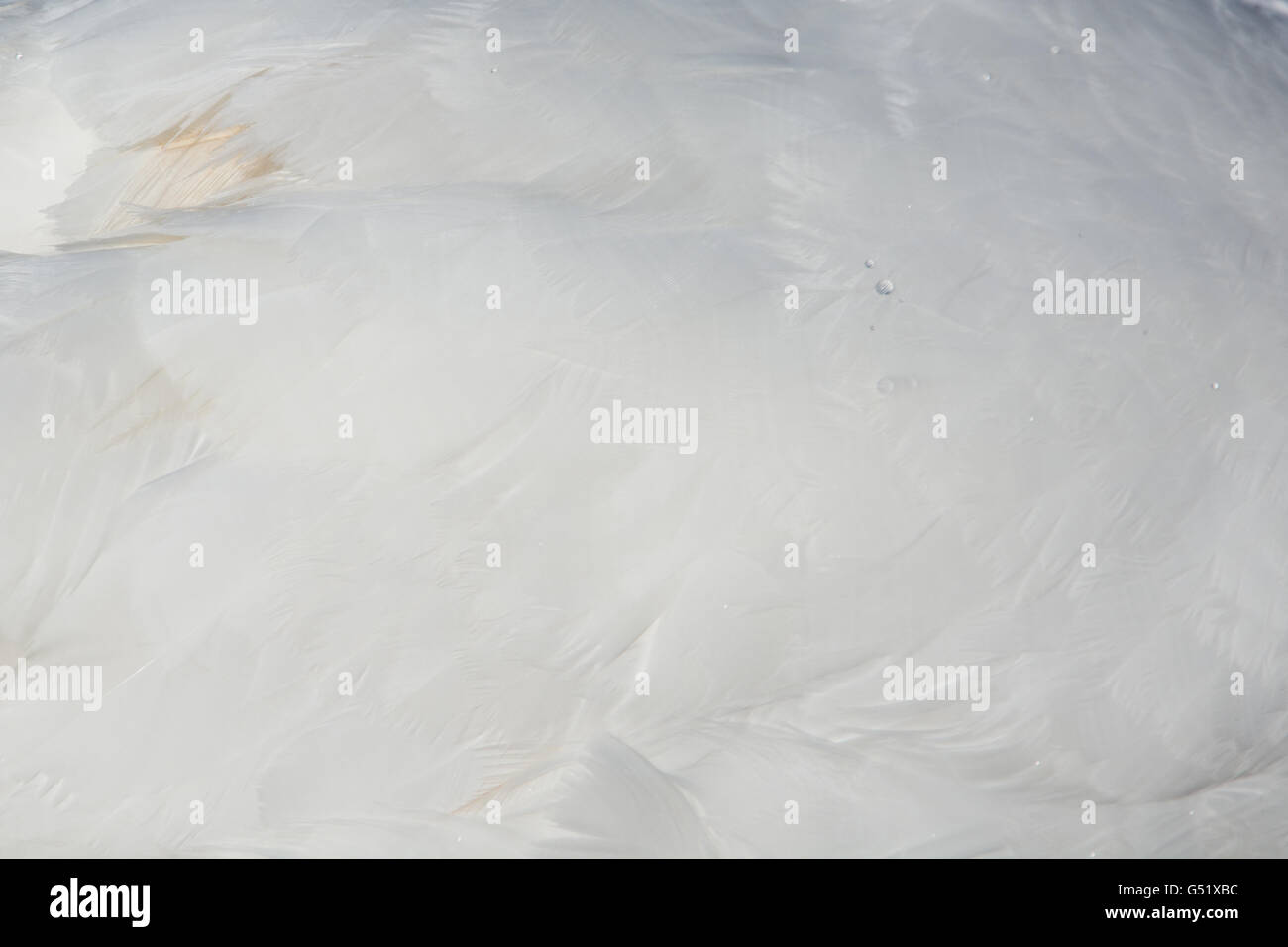 En la parte posterior de plumas de cisne, América llamado Cygnini. Foto de stock