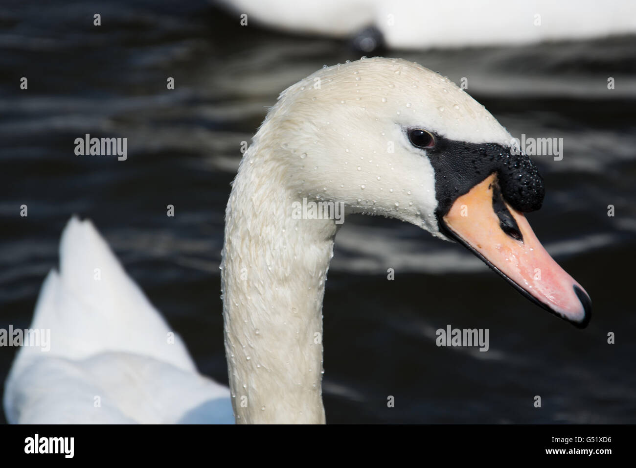 Retrato de un cisne, América llamado Cygnini, en un lago. Foto de stock