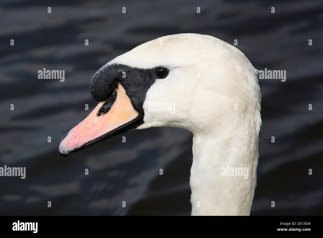 Retrato de un cisne, América llamado Cygnini, en un lago. Foto de stock
