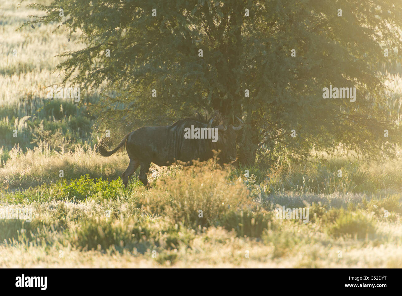 Sudáfrica, el Cabo Norte, Mier, el Parque Transfronterizo Kgalagadi, Kudu en la naturaleza Foto de stock