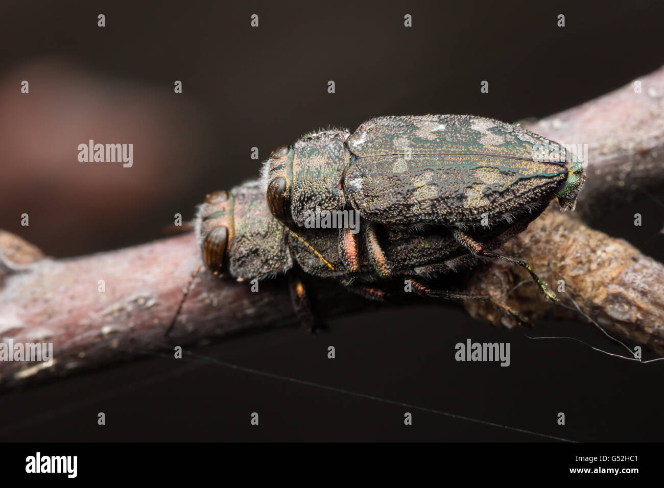 Un par de escarabajos perforadores de madera metálicos (grupo de especies de Chrysobothris femorata) se aparean en una rama de un roble caído. Foto de stock