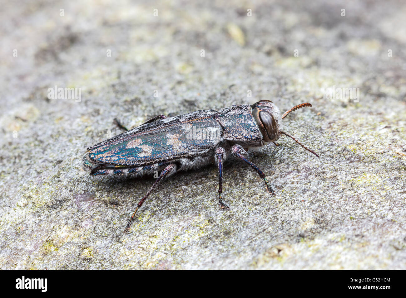 Un Escarabajo Perche de madera metálico (grupo de especies de Chrysobothris femorata) en el tronco de un roble caído. Foto de stock