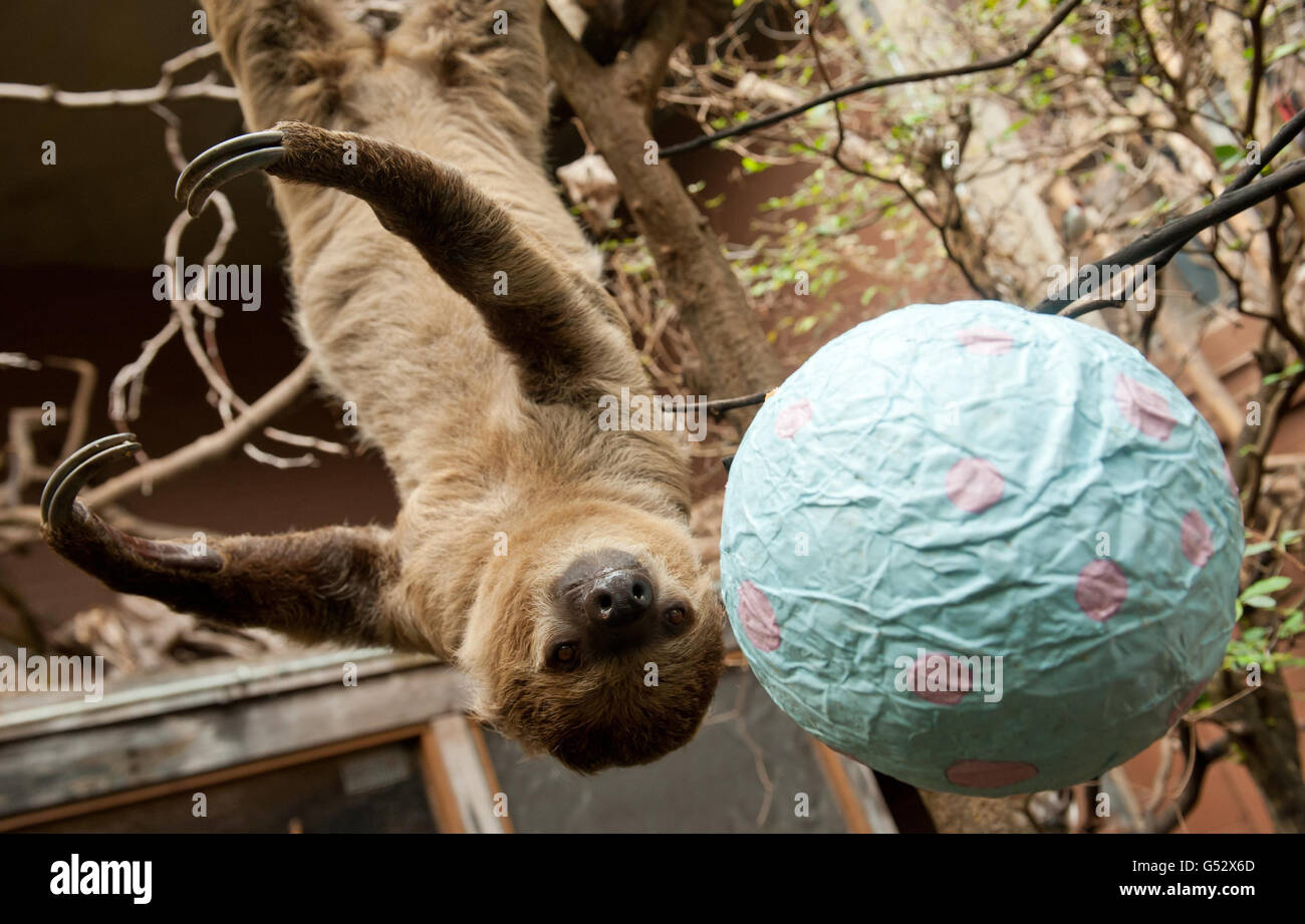 Pascua trata a los animales de los zoológicos Foto de stock