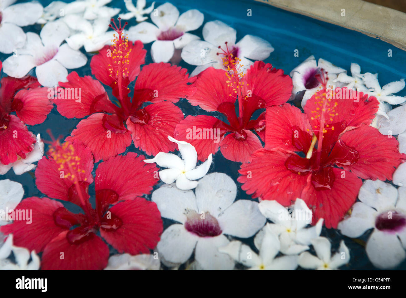 Provincia de Galle, Sri Lanka, Unawatuna village, pétalos de flores flotando en el agua fuera de casa de huéspedes Foto de stock