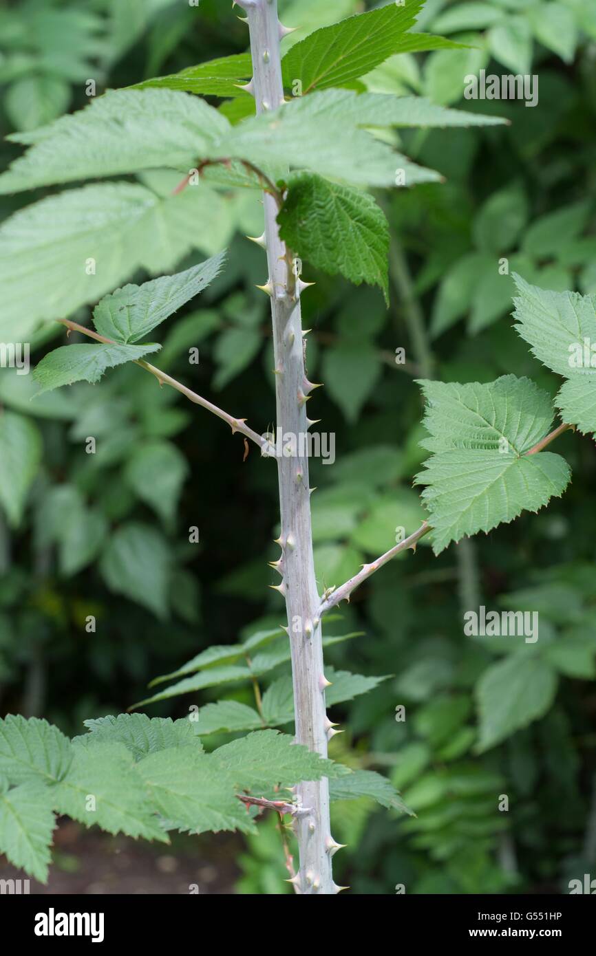 Rubus thibetanus ghost bramble, verano el follaje. Foto de stock