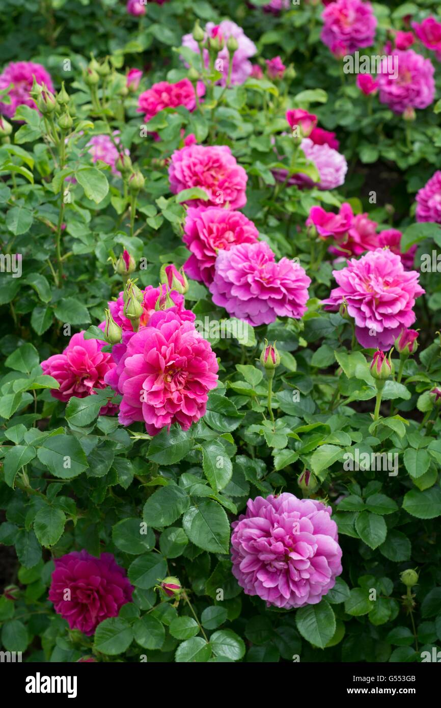 PRINCESS ANNE , English Rose - criado por David Austin, arbusto de Rosa. Foto de stock