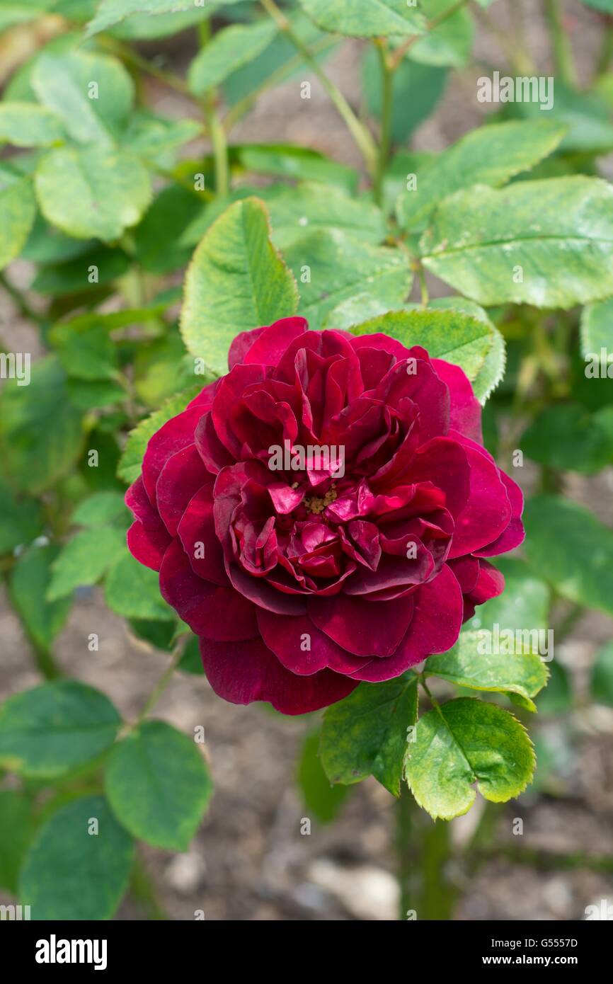 DARCEY BUSSELL, English Rose - criado por David Austin, arbusto de Rosa. Foto de stock