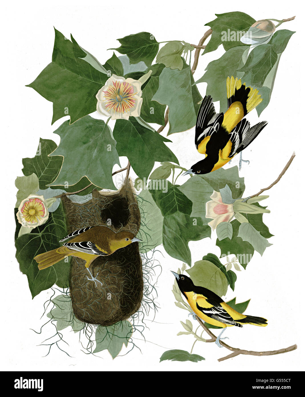 Galbula oriol del norte, ictericia, Baltimore oriole, aves, 1827 - 1838 Foto de stock