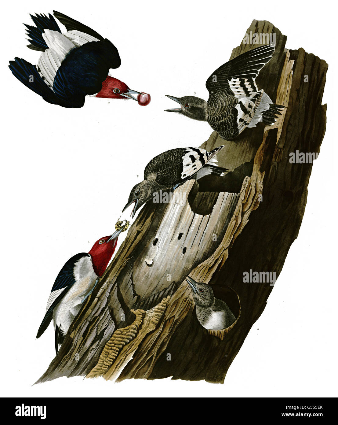 Pájaro Carpintero Melanerpes erythrocephalus Red-Headed, Red Headed Woodpecker, aves, 1827 - 1838 Foto de stock