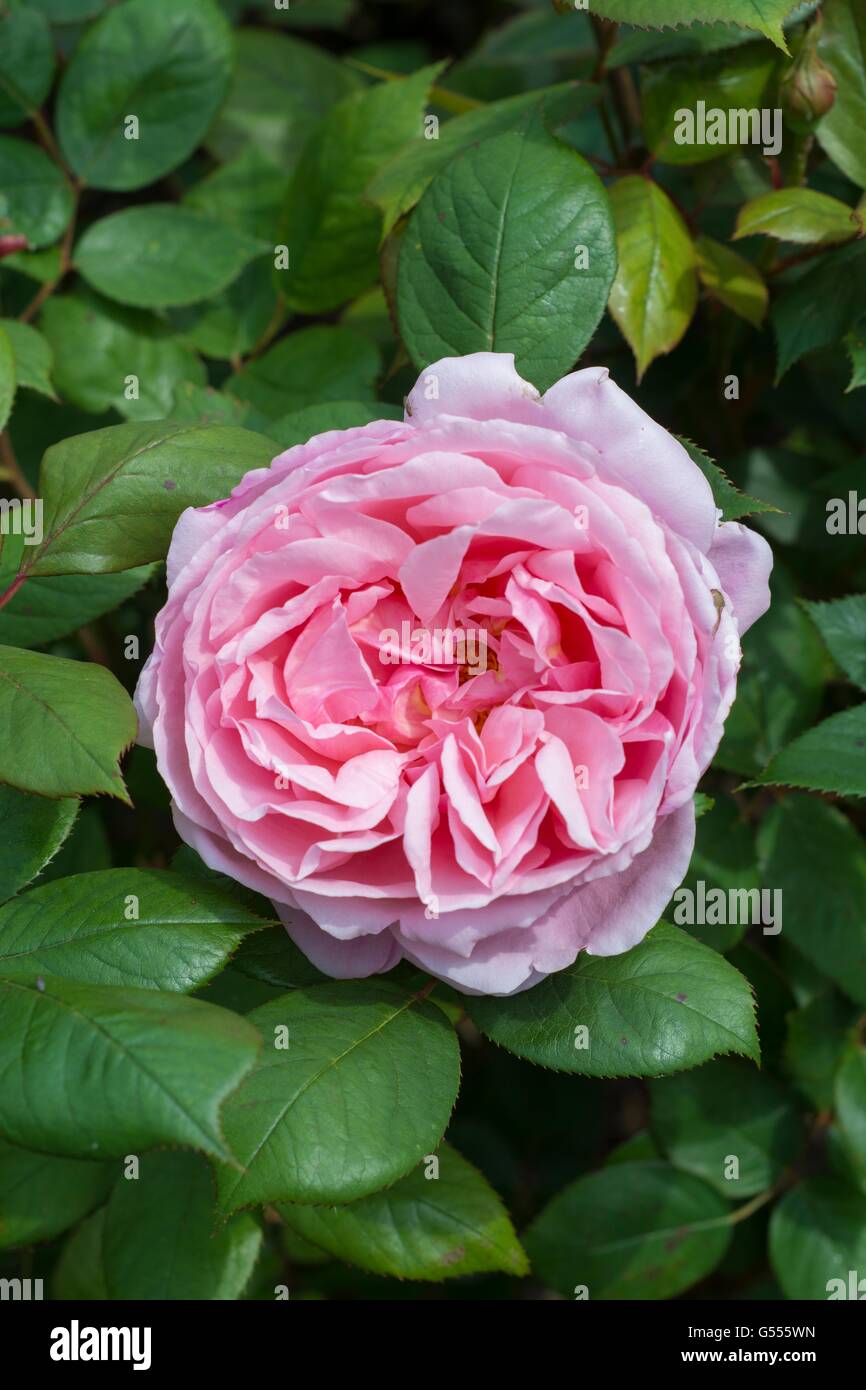 El hermano CADFAEL, English Rose - criado por David Austin, arbusto de Rosa. Foto de stock