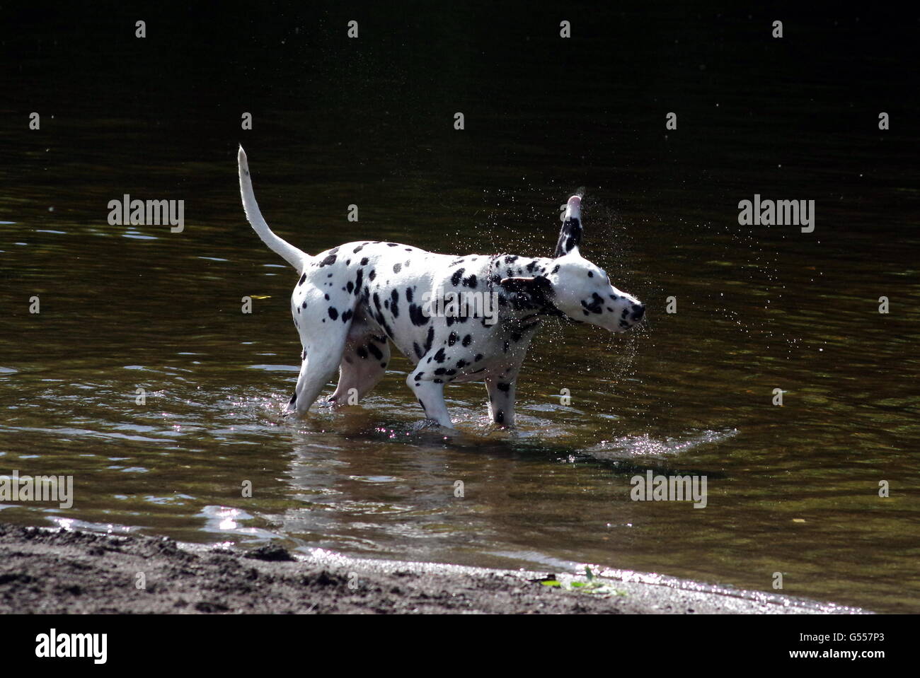 Perro dálmata agitación en agua Foto de stock