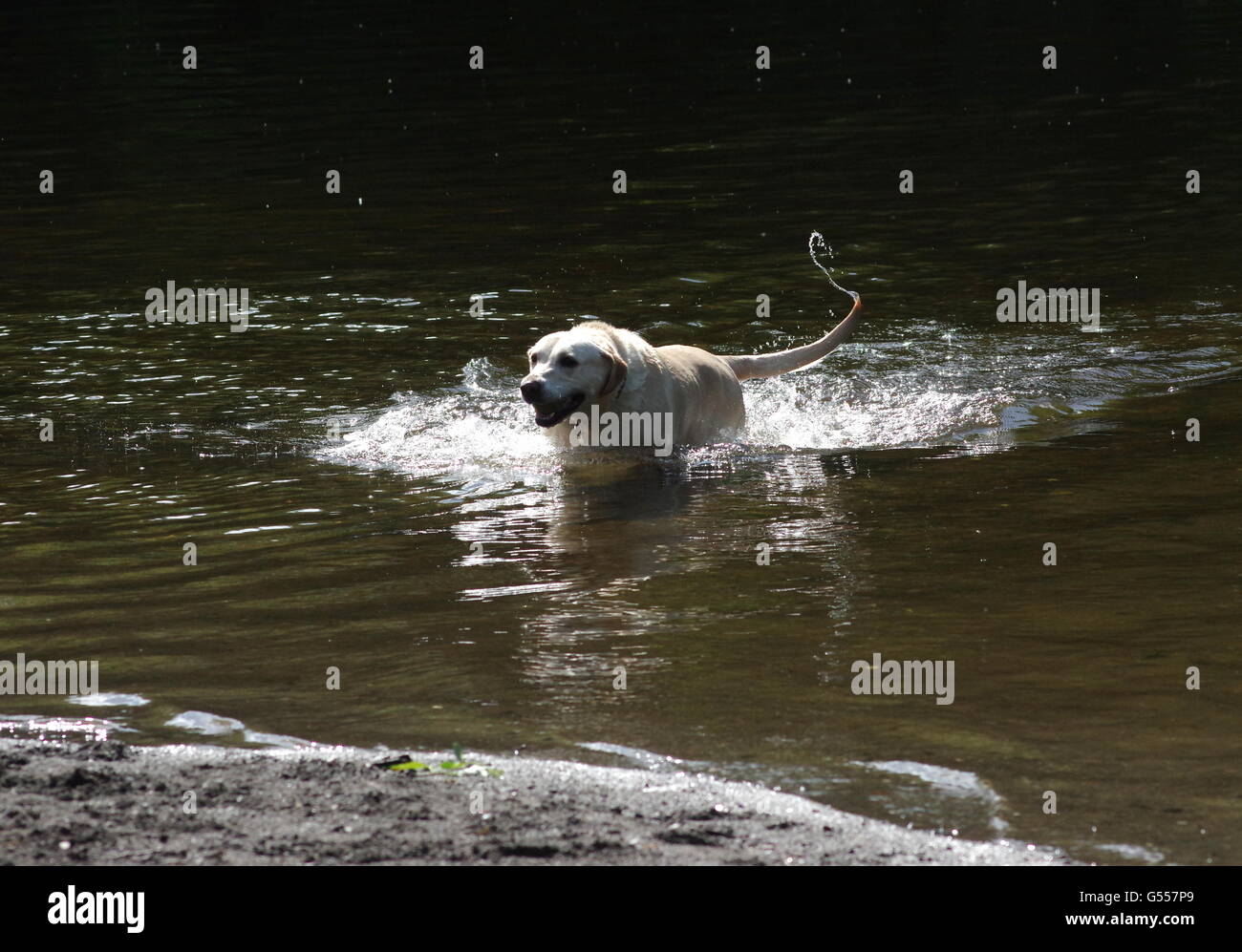 Perro Labrador chapoteando en el agua Foto de stock