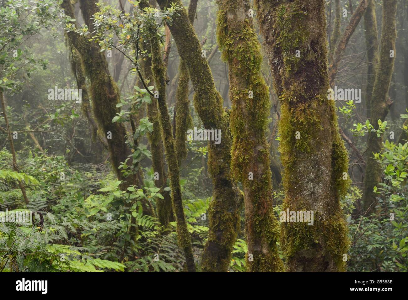Árboles cubiertos de musgo y denso sotobosque de helechos en bosques montanos nubladas, bosque de laurisilva, las montañas de Anaga, Tenerife, Mayo. Foto de stock