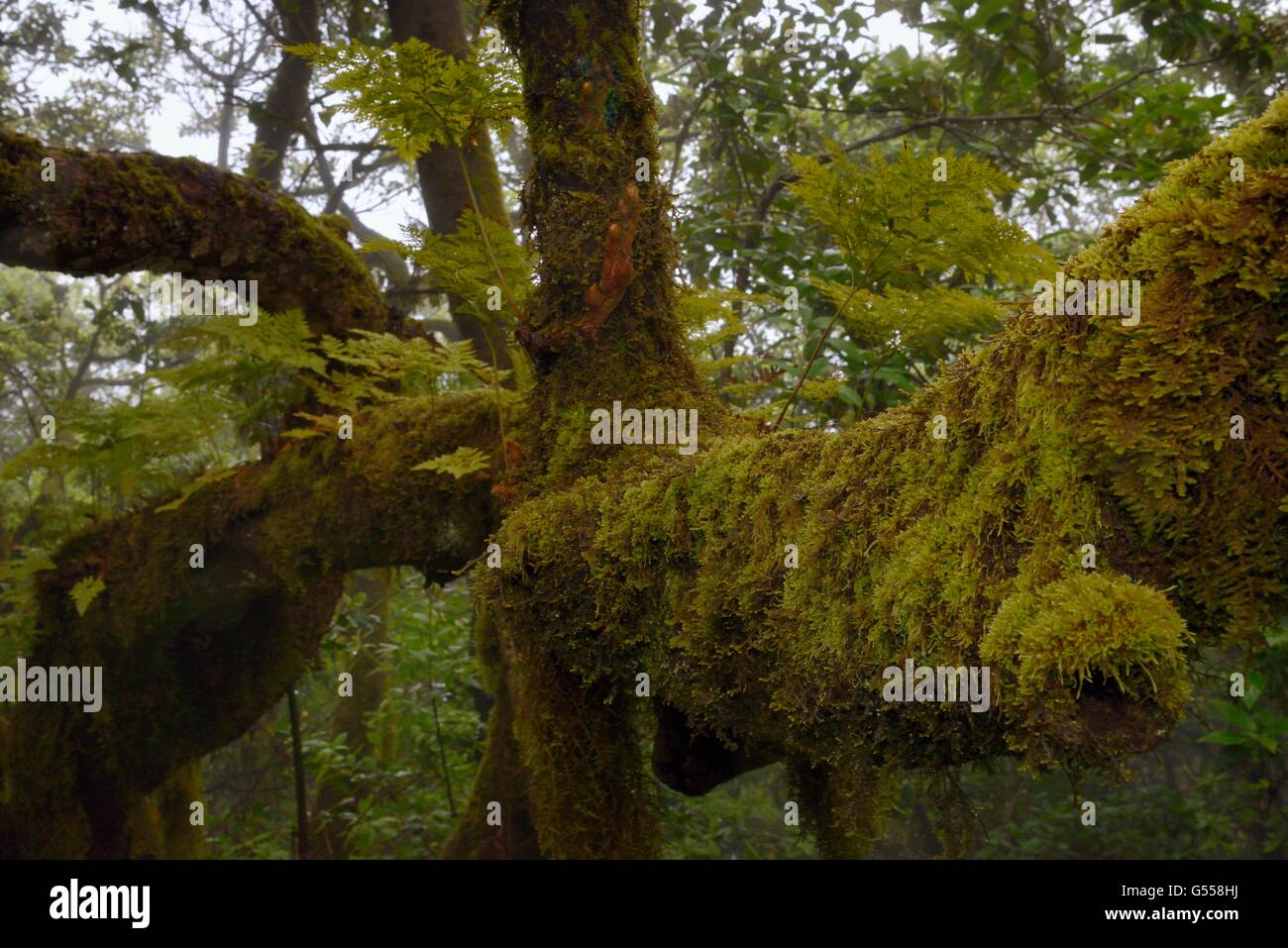Helecho pie de Liebre / pie de conejo helechos (Davallia canariensis) la brotación de rizomas aéreos y los musgos crecen en las ramas de los árboles Foto de stock