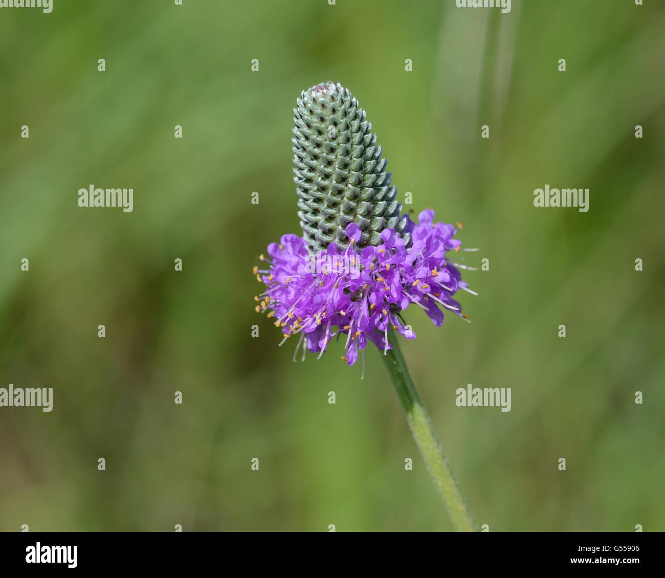 Las praderas de trébol violeta Foto de stock