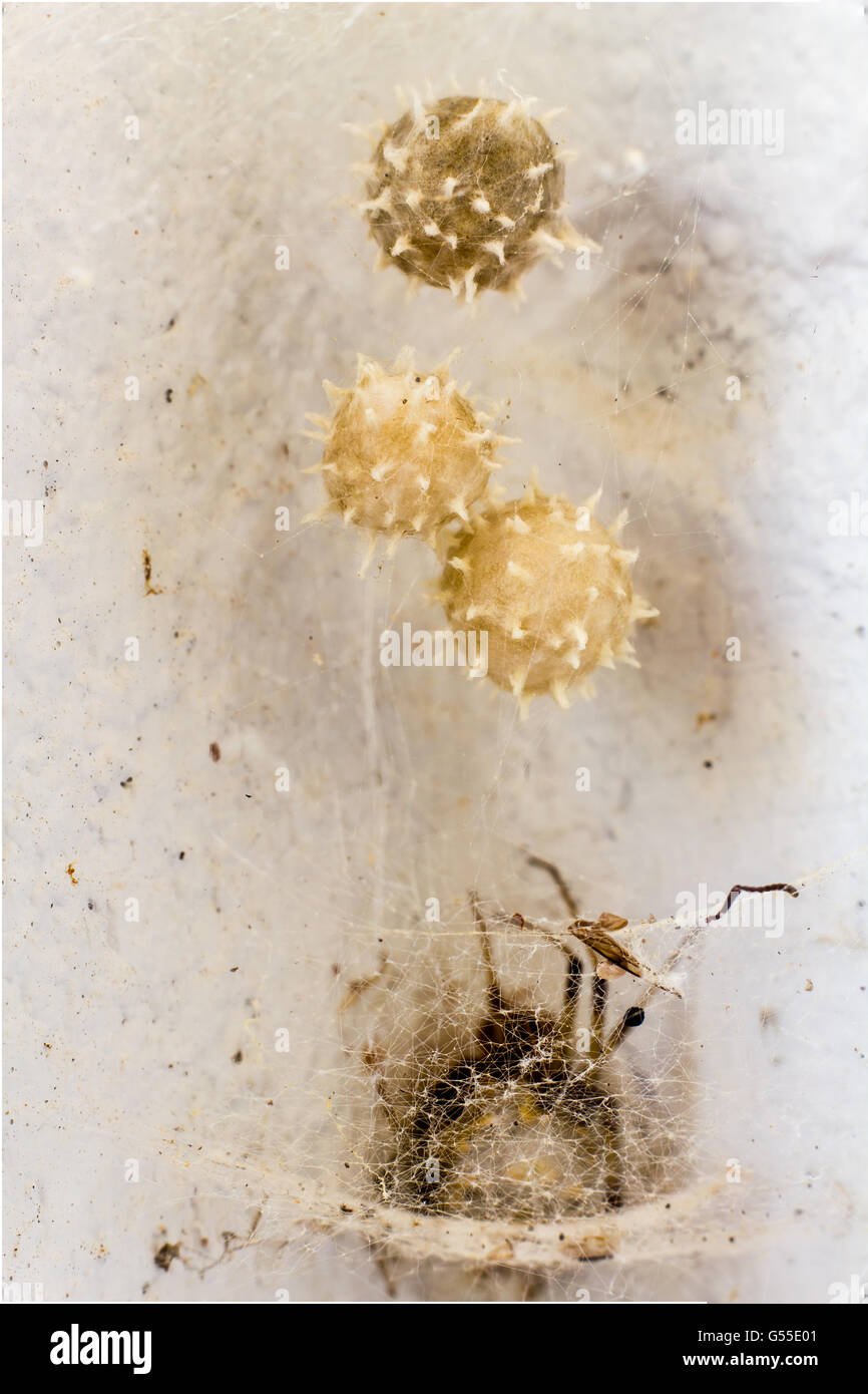 La bella y pequeña araña gruesa protegidos detrás de sacos de huevos de araña Foto de stock