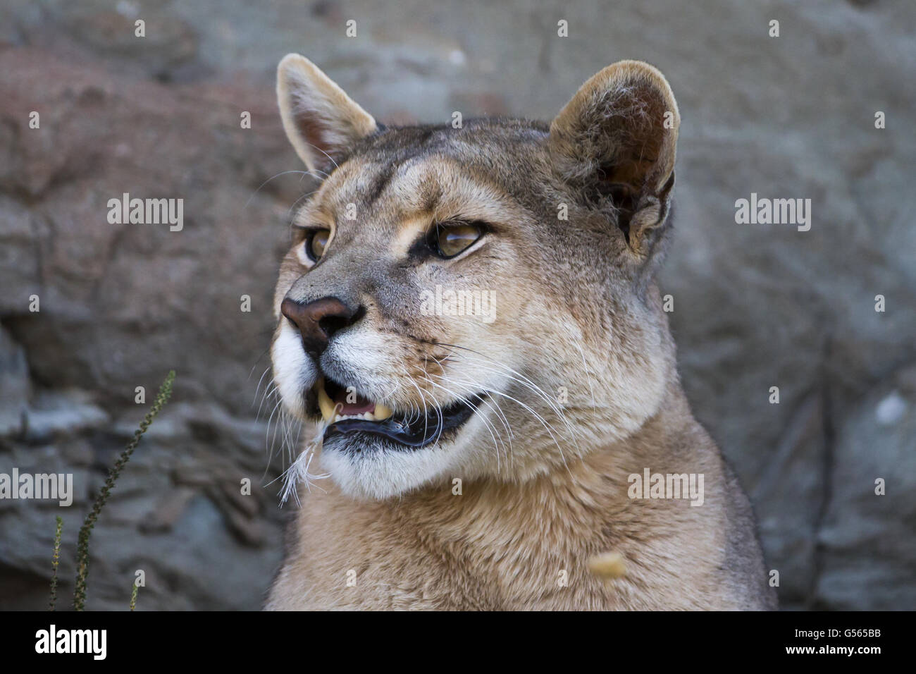 Cabeza de puma fotografías e imágenes de alta resolución - Alamy