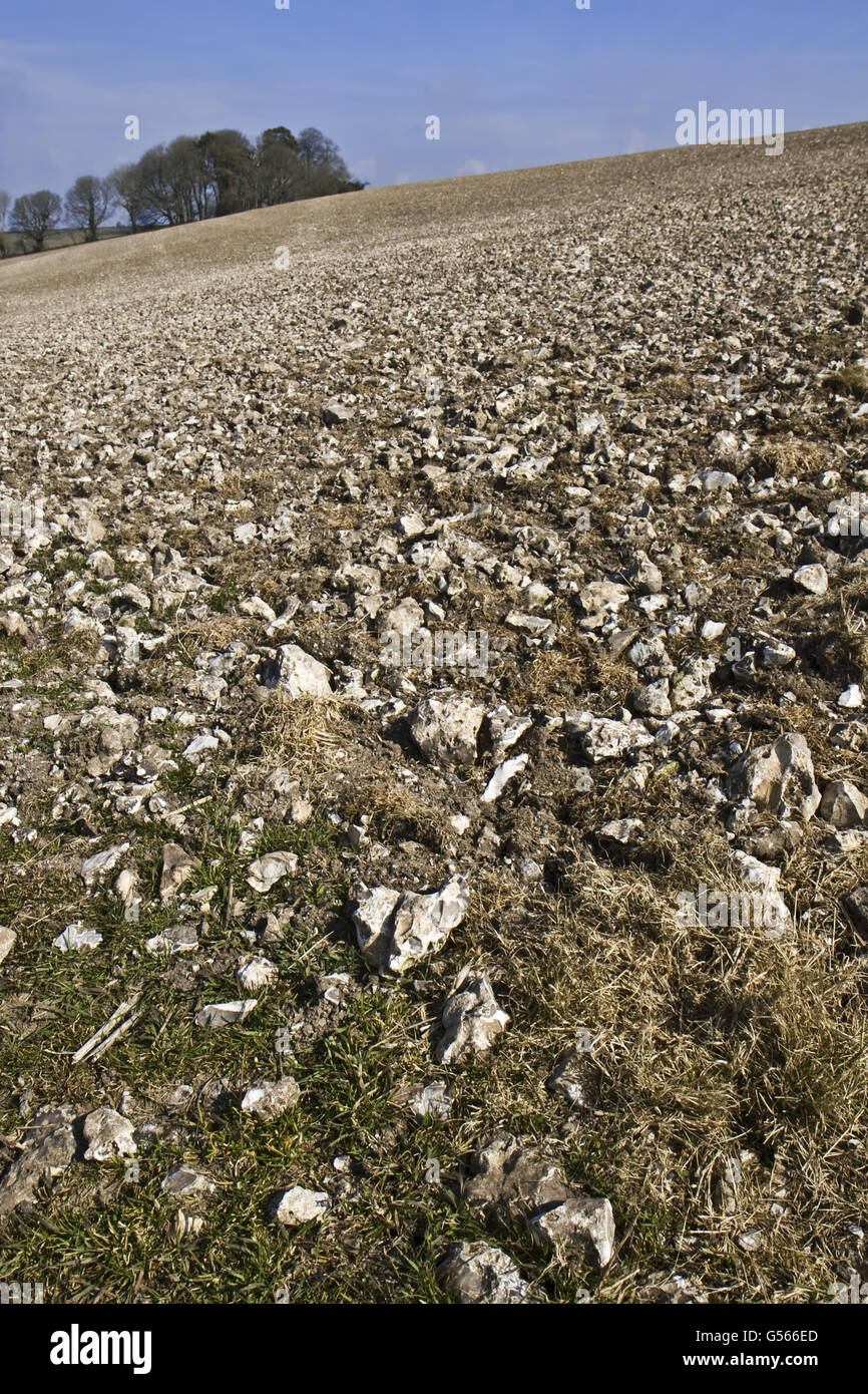 Tierras cultivables mostrando flintstone exposición en Chalk escarpment, Cerne, Dorset, Inglaterra, de marzo Foto de stock