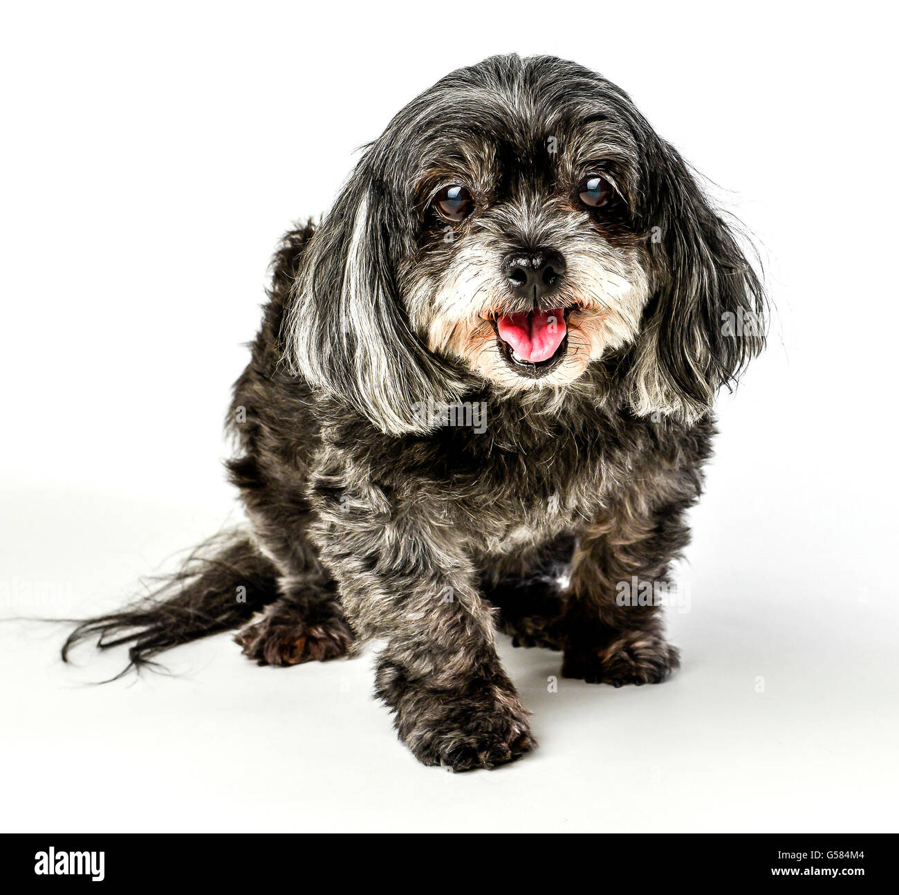 Una adorable tri-color oscuro pequeño perro de raza mixta con lengua fuera posando y sonriente y caminar sobre fondo blanco. Foto de stock
