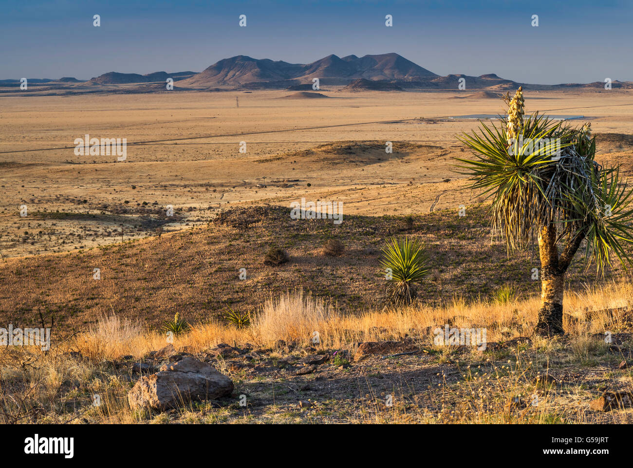 Cordillera distante en el desierto Chihuahuense, Español daga yuca en frente, desde el punto de vista de Davis Mountains State Park, Texas Foto de stock