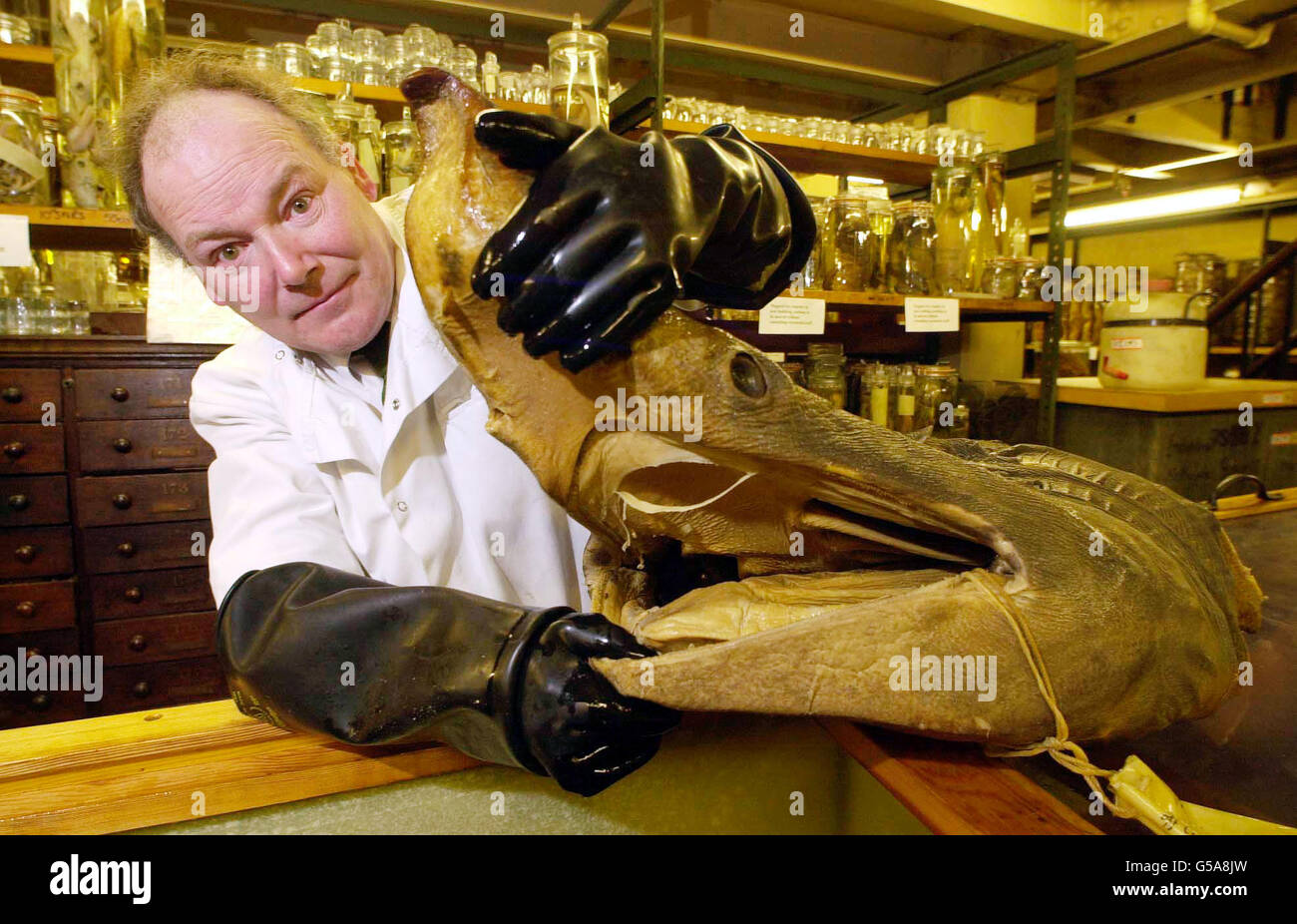 Oliver Crimmen, curador principal de peces, con la cabeza conservada de un tiburón peregrino en el Museo de Historia Natural, uno de los 22 millones de especímenes que actualmente se trasladan al nuevo Centro Darwin del Museo, que estará abierto al público en primavera/verano de 2002. Foto de stock