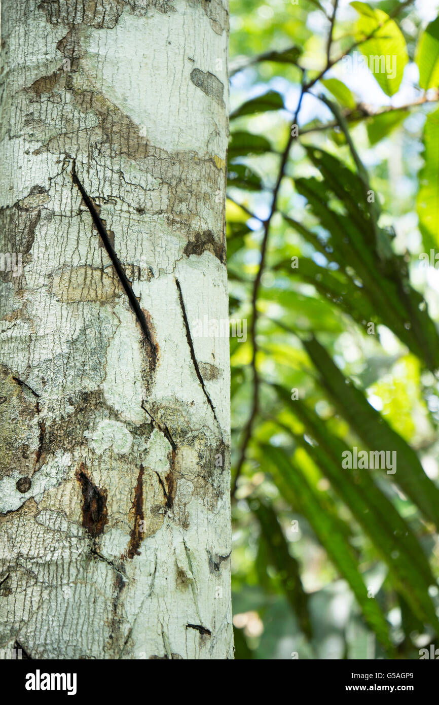 Árbol de Sangre de Dragón, Croton lechleri. Sangro de Drago Fotografía