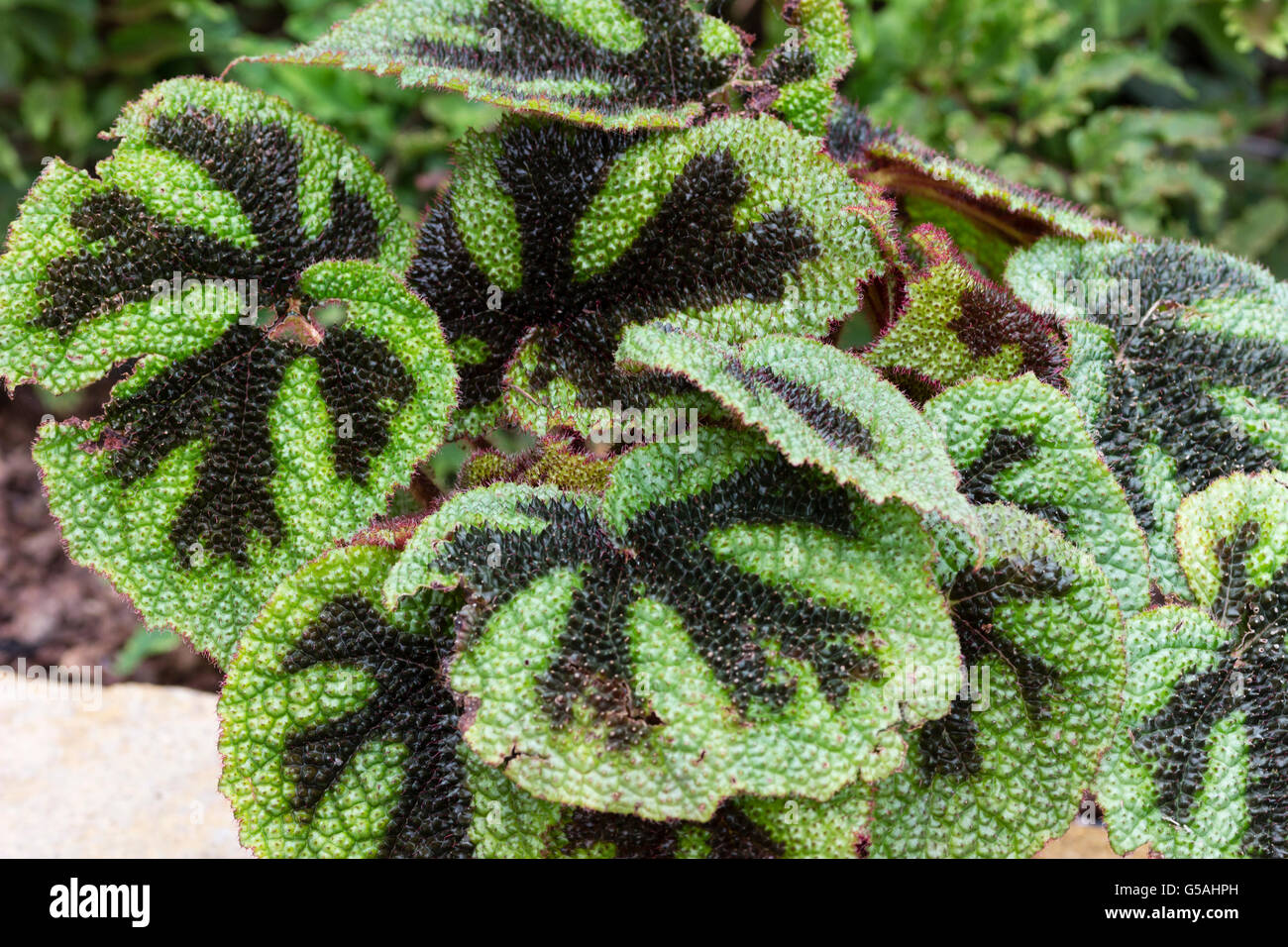 Marcas negras contra purulenta follaje verde de la cruz de hierro, Begonia  masoniana begonia Fotografía de stock - Alamy