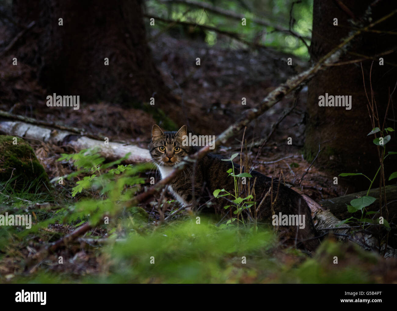 Un gato atigrado, bien camuflados en el bosque, mirando directamente a la cámara. Foto de stock